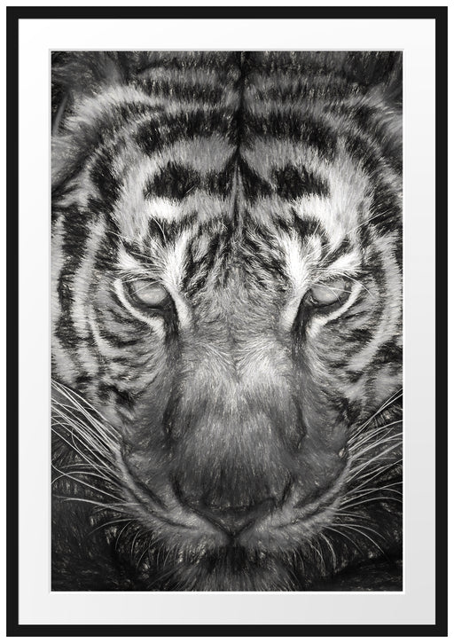 Tiger mit hellbraunen Augen Kunst Passepartout 100x70