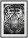 Tiger mit hellbraunen Augen Kunst Passepartout 80x60