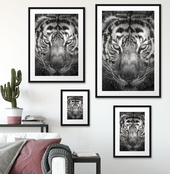 Tiger mit hellbraunen Augen Kunst Passepartout Dekovorschlag