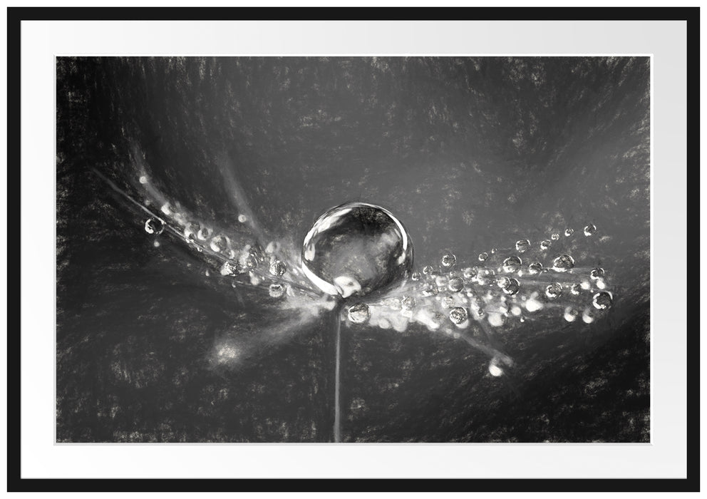 Wassertropfen auf einer Pusteblume Passepartout 100x70