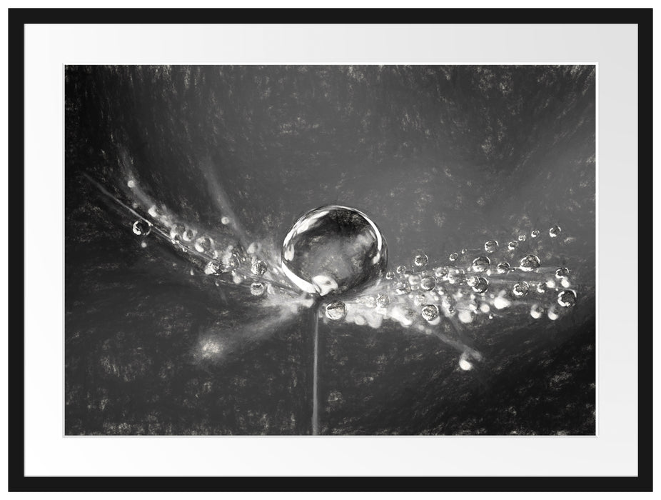 Wassertropfen auf einer Pusteblume Passepartout 80x60