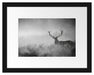Rotwild Hirsch im Nebel Kunst Passepartout 38x30