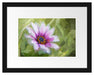 lilane Blume in der Natur Kunst Passepartout 38x30