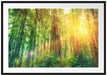 Wald bei Sonnenlicht Kunst Passepartout 100x70