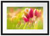 Blühende Tulpen Passepartout 55x40