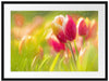Blühende Tulpen Passepartout 80x60