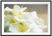 Wunderschöne weiße Calla Lilien Passepartout 100x70