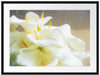 Wunderschöne weiße Calla Lilien Passepartout 80x60