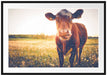 Kuh auf Butterblumenwiese Passepartout 100x70
