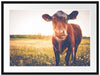 Kuh auf Butterblumenwiese Passepartout 80x60