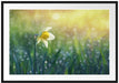 Narzissenblume in der Morgensonne Passepartout 100x70