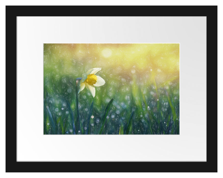 Narzissenblume in der Morgensonne Passepartout 38x30