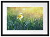 Narzissenblume in der Morgensonne Passepartout 55x40