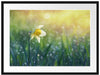 Narzissenblume in der Morgensonne Passepartout 80x60