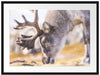 süßes Rentier beim Essen Passepartout 80x60