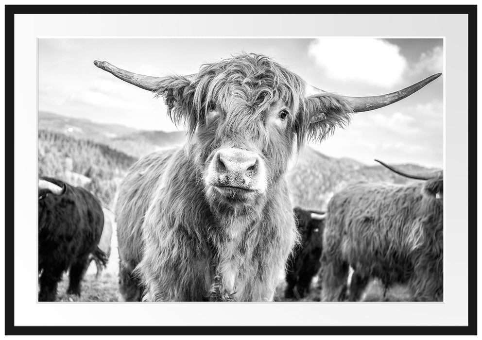 Pixxprint Blick einer Kuh an der Weide, im Galerie-Passepartout Bilderrahmen