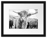 Blick einer Kuh an der Weide Passepartout 38x30