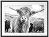 Blick einer Kuh an der Weide Passepartout 80x60