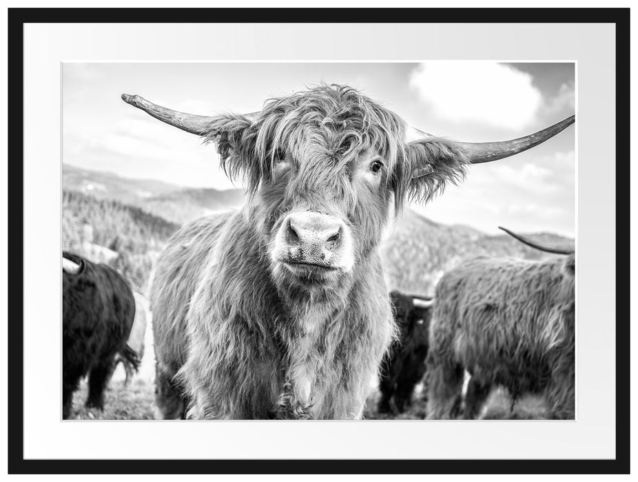 Blick einer Kuh an der Weide Passepartout 80x60