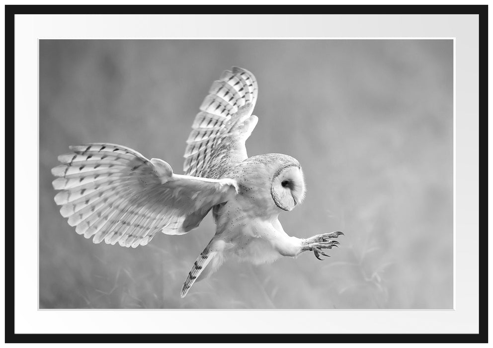 Pixxprint Fliegende Eule bei der Jagd, im Galerie-Passepartout Bilderrahmen