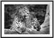 Leopard in der Natur B&W Passepartout 100x70