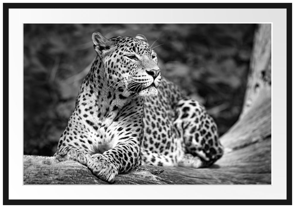 Pixxprint Leopard in der Natur B&W, im Galerie-Passepartout Bilderrahmen