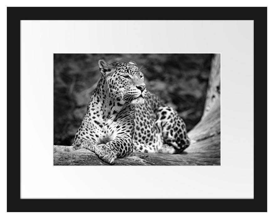 Leopard in der Natur B&W Passepartout 38x30