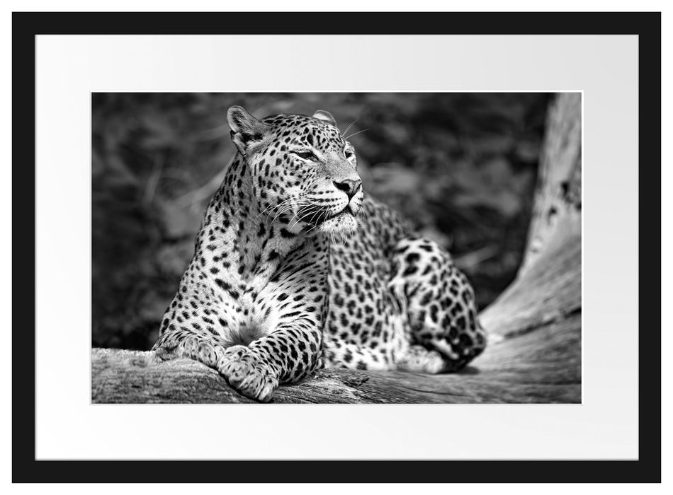 Leopard in der Natur B&W Passepartout 55x40