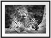 Leopard in der Natur B&W Passepartout 80x60