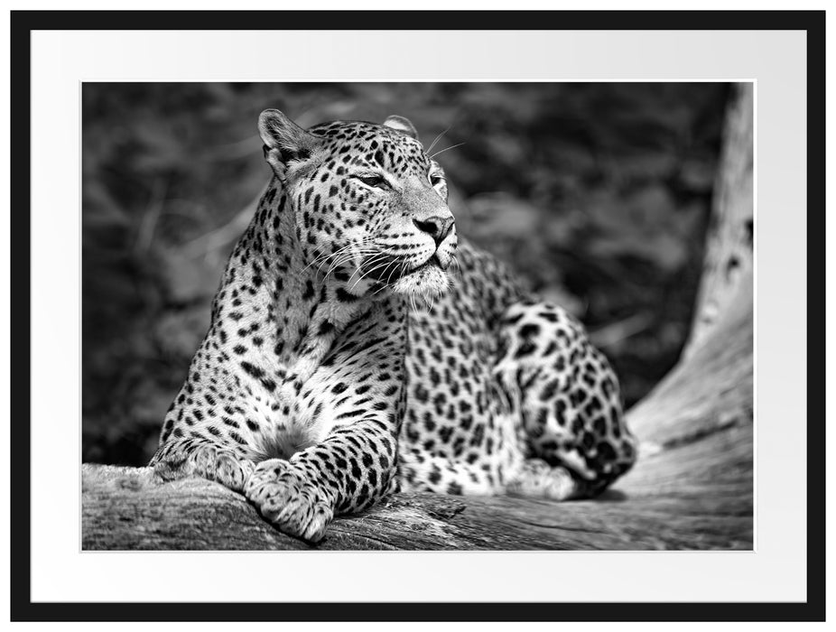 Leopard in der Natur B&W Passepartout 80x60