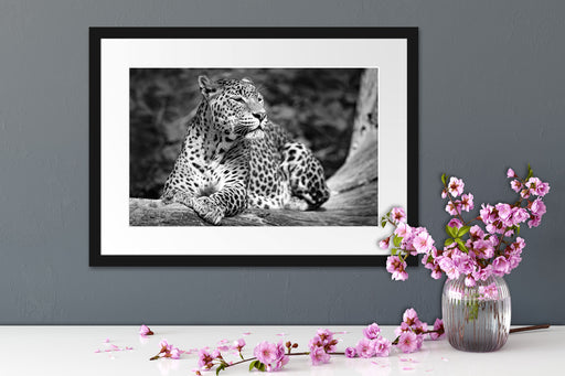 Leopard in der Natur B&W Passepartout Wohnzimmer