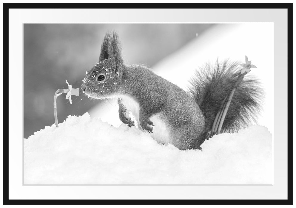 Pixxprint Eichhörnchen im Schnee Kunst B&W, im Galerie-Passepartout Bilderrahmen