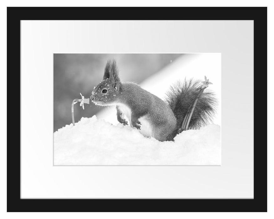 Eichhörnchen im Schnee Kunst B&W Passepartout 38x30