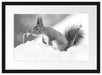 Eichhörnchen im Schnee Kunst B&W Passepartout 55x40