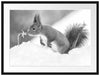 Eichhörnchen im Schnee Kunst B&W Passepartout 80x60