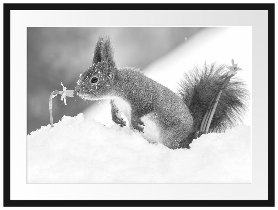 Eichhörnchen im Schnee Kunst B&W Passepartout 80x60