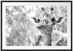 Giraffe in der Natur Kunst B&W Passepartout 100x70