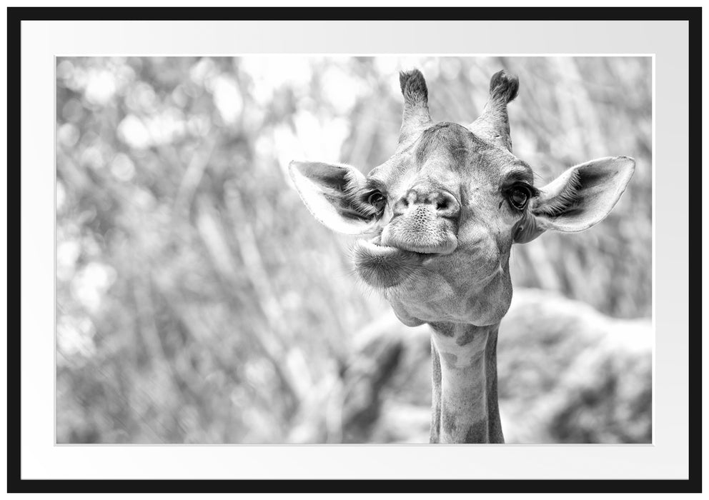 Pixxprint Giraffe in der Natur Kunst B&W, im Galerie-Passepartout Bilderrahmen