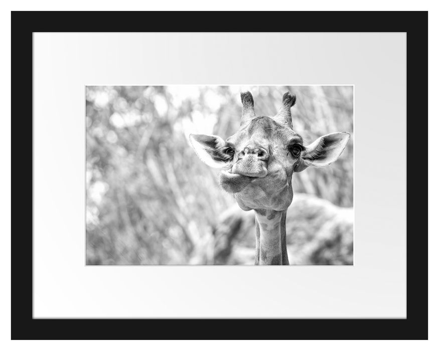 Giraffe in der Natur Kunst B&W Passepartout 38x30