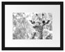 Giraffe in der Natur Kunst B&W Passepartout 38x30