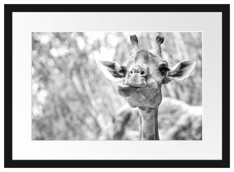 Giraffe in der Natur Kunst B&W Passepartout 55x40