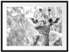 Giraffe in der Natur Kunst B&W Passepartout 80x60