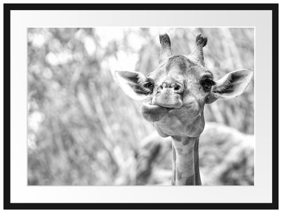 Giraffe in der Natur Kunst B&W Passepartout 80x60