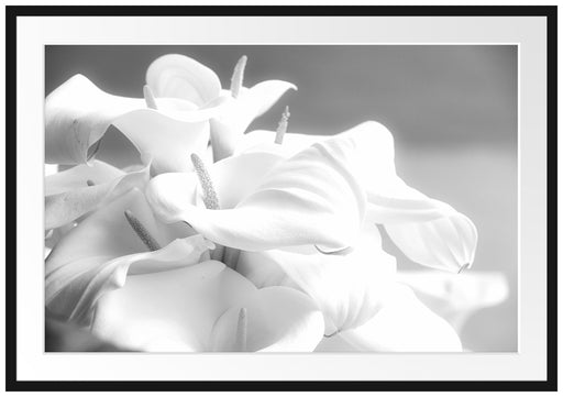 weiße Calla Lilien Kunst B&W Passepartout 100x70