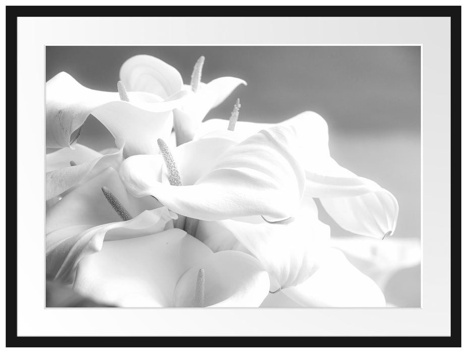 weiße Calla Lilien Kunst B&W Passepartout 80x60