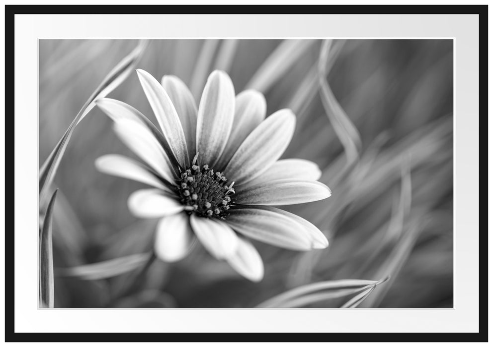 Pixxprint Blume in der Natur, im Galerie-Passepartout Bilderrahmen