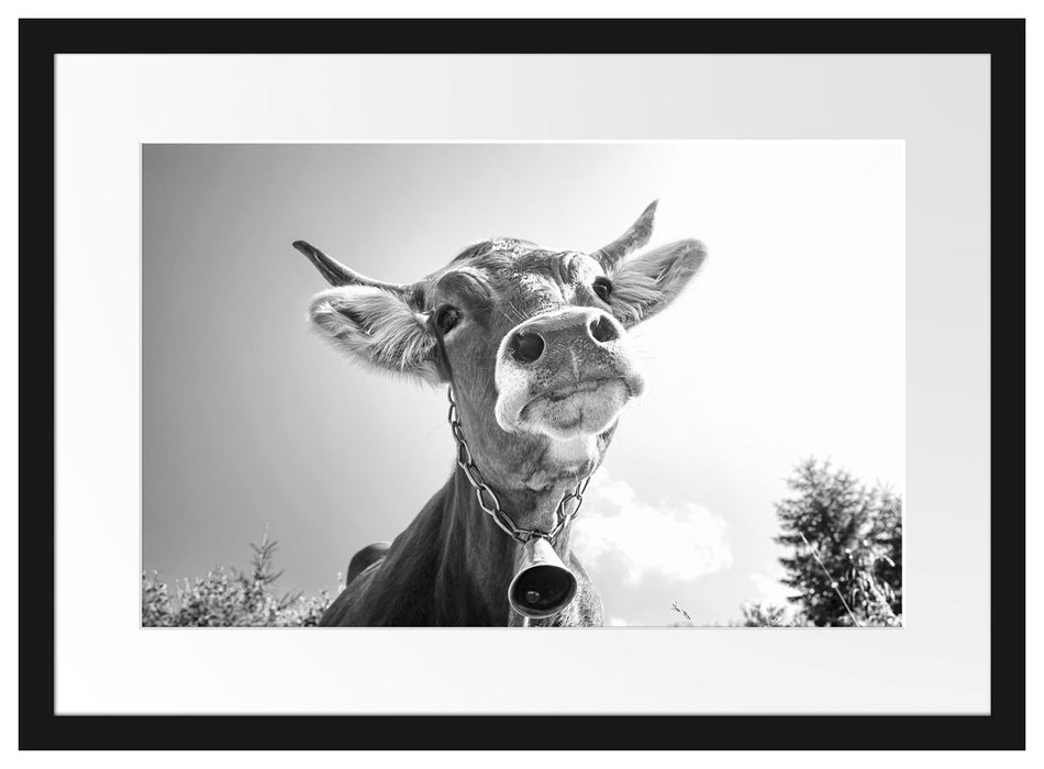 Portrait einer Kuh Passepartout 55x40