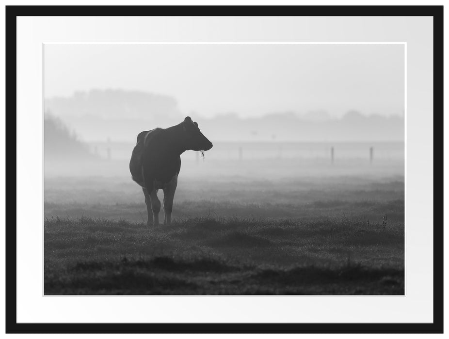 fressende Kuh auf der Weide Passepartout 80x60