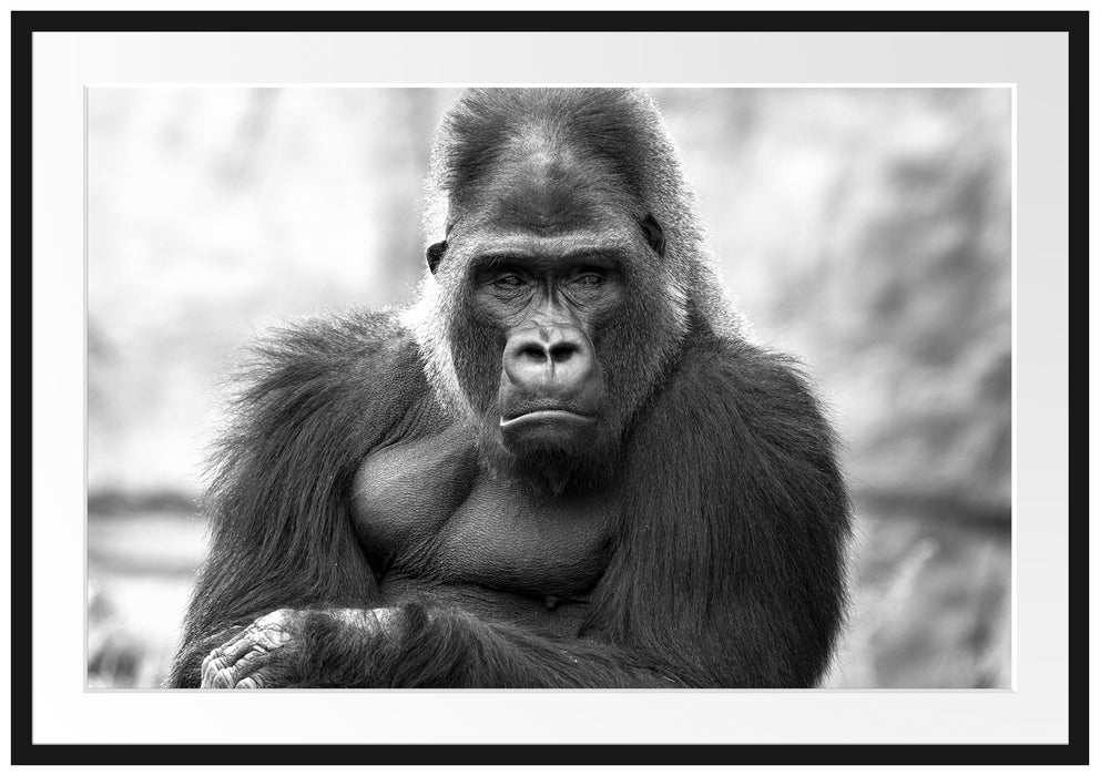 Pixxprint gelangweilter Gorilla Kunst B&W, im Galerie-Passepartout Bilderrahmen