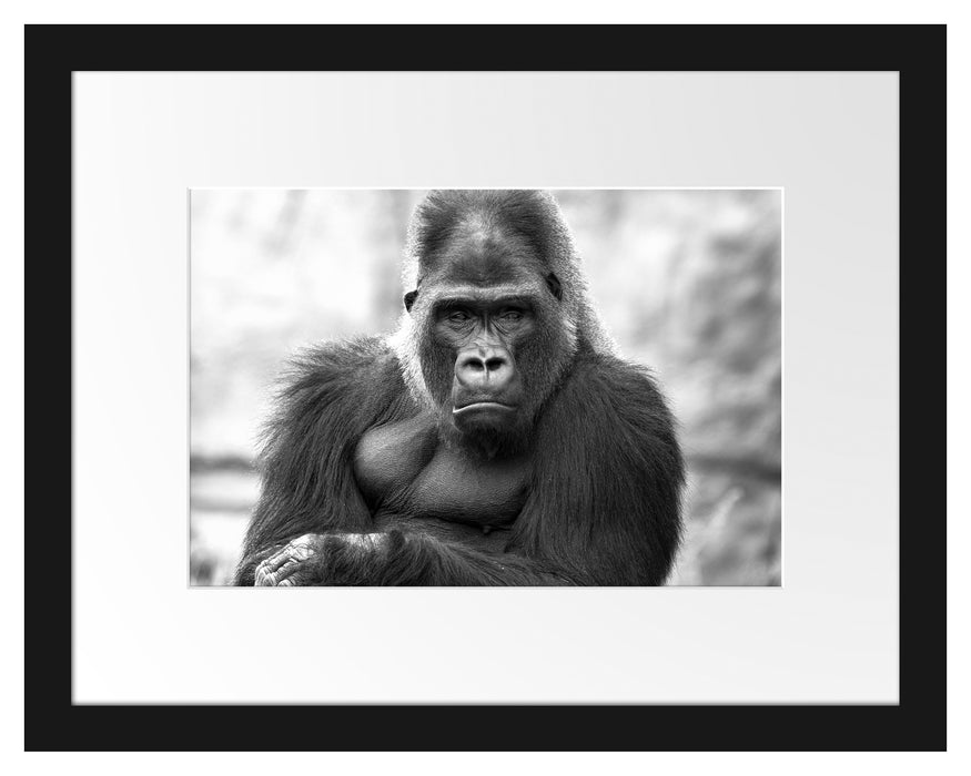 gelangweilter Gorilla Kunst B&W Passepartout 38x30